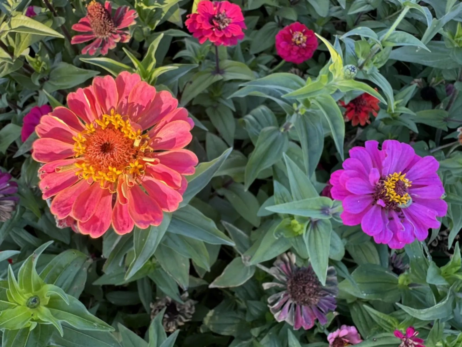 42C16312-AB6B-4A47-B6B2-847B733DA77F_1_105_c.jpeg